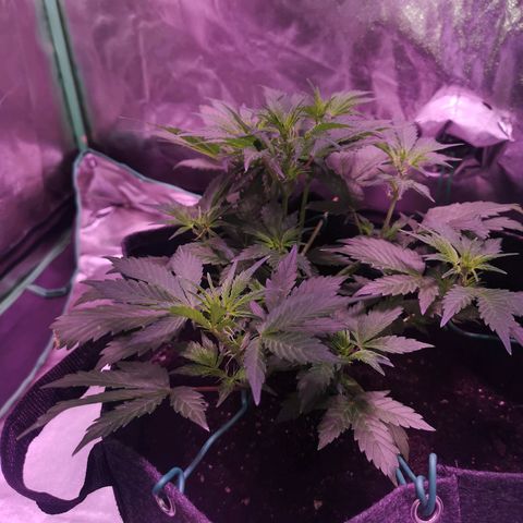 Purple Punch Auto  growlog timeline photo