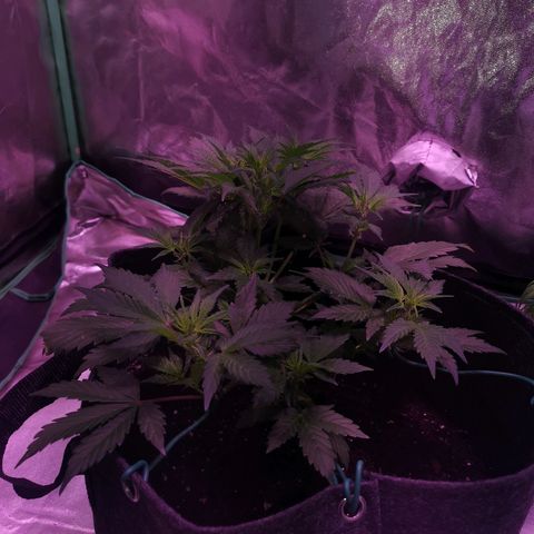 Purple Punch Auto  growlog timeline photo