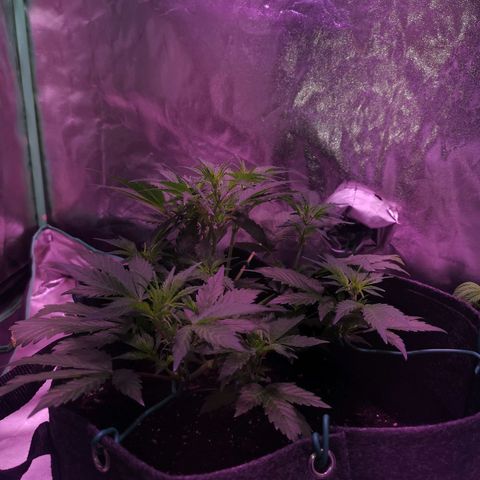 Purple Punch Auto  growlog timeline photo