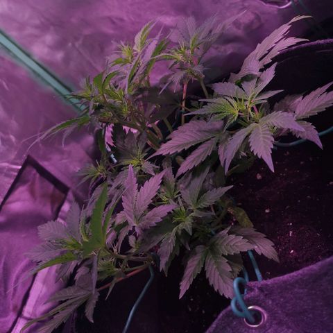 Purple Punch Auto  growlog timeline photo