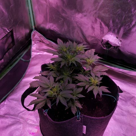 Purple Punch Auto  growlog timeline photo
