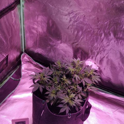 Purple Punch Auto  growlog timeline photo