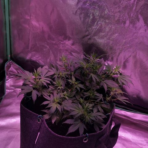 Purple Punch Auto  growlog timeline photo