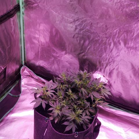 Purple Punch Auto  growlog timeline photo