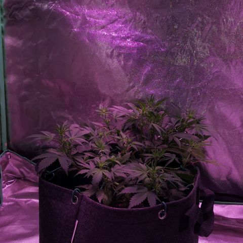 Purple Punch Auto  growlog timeline photo