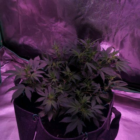 Purple Punch Auto  growlog timeline photo