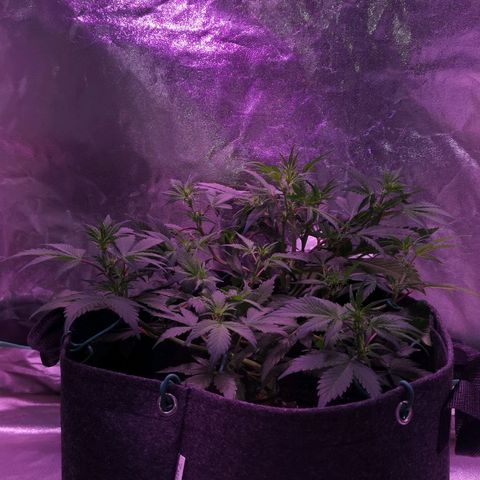 Purple Punch Auto  growlog timeline photo