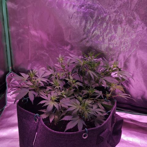 Purple Punch Auto  growlog timeline photo
