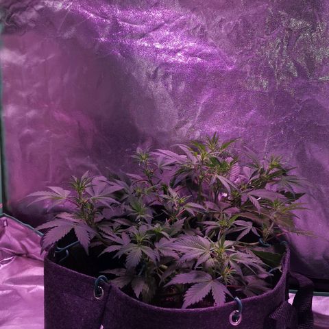 Purple Punch Auto  growlog timeline photo
