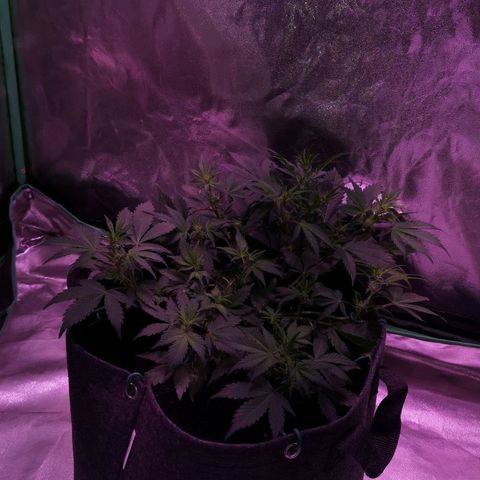 Purple Punch Auto  growlog timeline photo