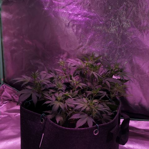 Purple Punch Auto  growlog timeline photo