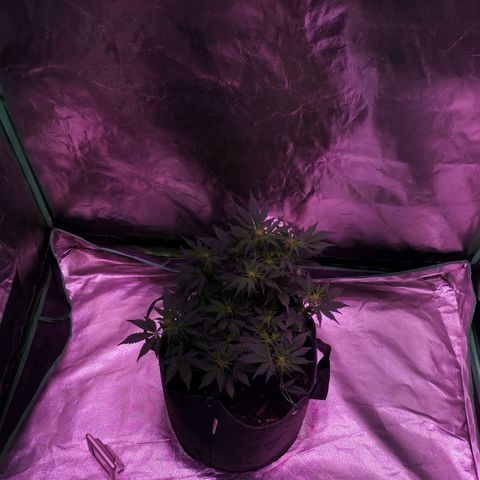 Purple Punch Auto  growlog timeline photo