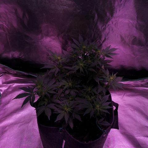 Purple Punch Auto  growlog timeline photo