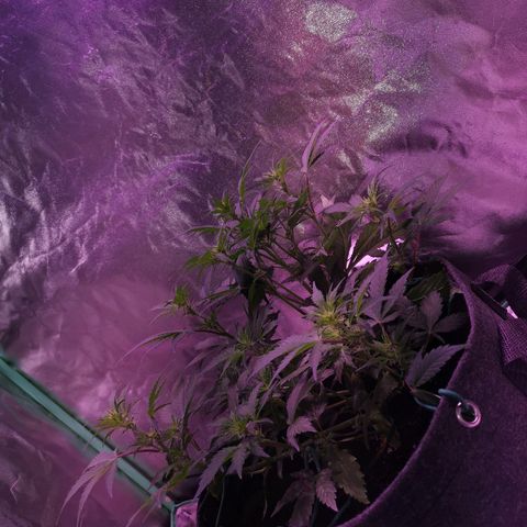 Purple Punch Auto  growlog timeline photo