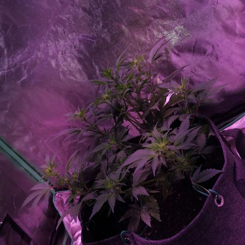 Purple Punch Auto  growlog timeline photo
