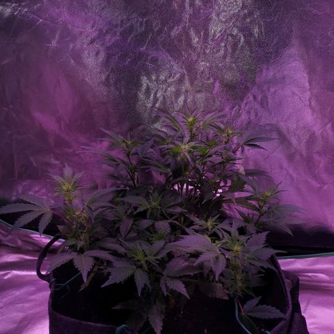 Purple Punch Auto  growlog timeline photo