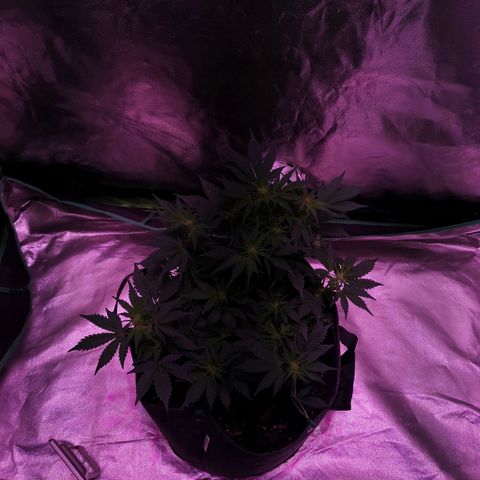 Purple Punch Auto  growlog timeline photo