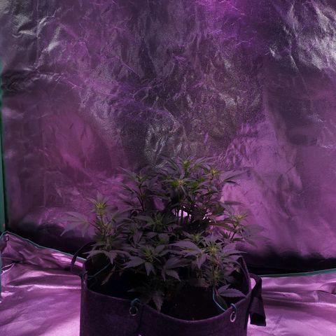 Purple Punch Auto  growlog timeline photo