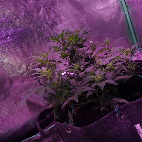 Purple Punch Auto  growlog timeline photo