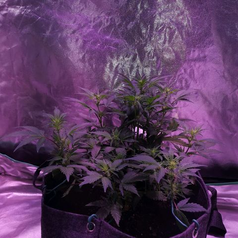 Purple Punch Auto  growlog timeline photo