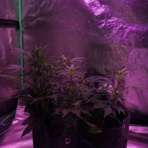 Purple Punch Auto  growlog timeline photo