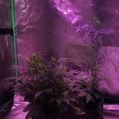 Purple Punch Auto  growlog timeline photo