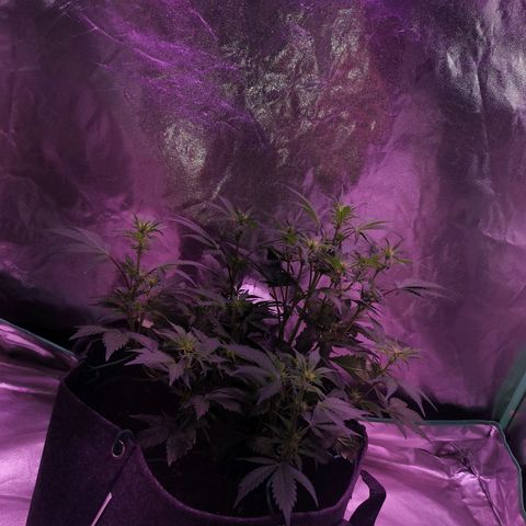 Purple Punch Auto  growlog timeline photo