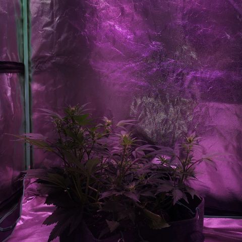Purple Punch Auto  growlog timeline photo