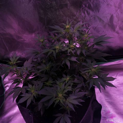 Purple Punch Auto  growlog timeline photo