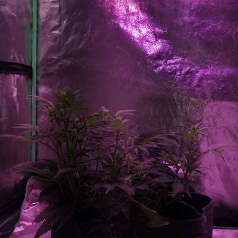 Purple Punch Auto  growlog timeline photo