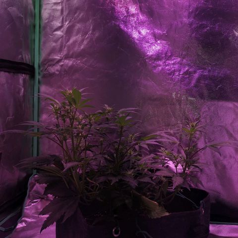 Purple Punch Auto  growlog timeline photo