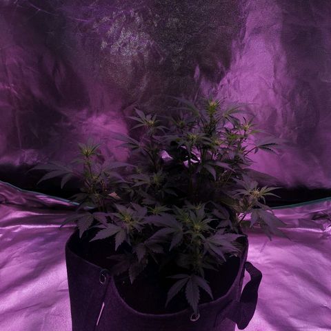 Purple Punch Auto  growlog timeline photo