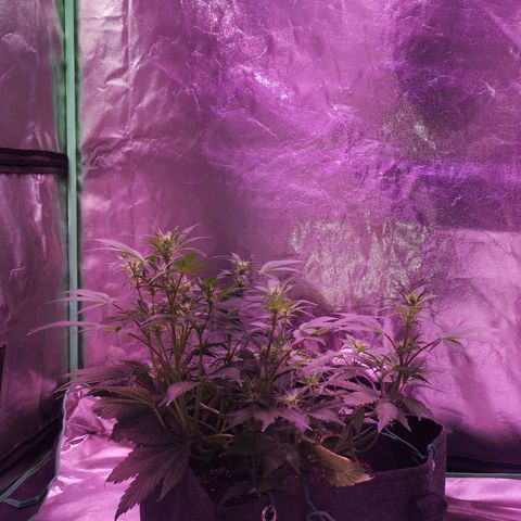 Purple Punch Auto  growlog timeline photo