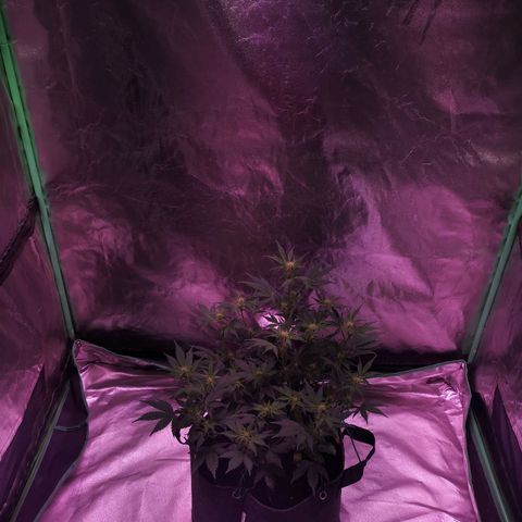 Purple Punch Auto  growlog timeline photo