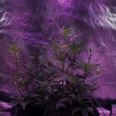 Purple Punch Auto  growlog timeline photo