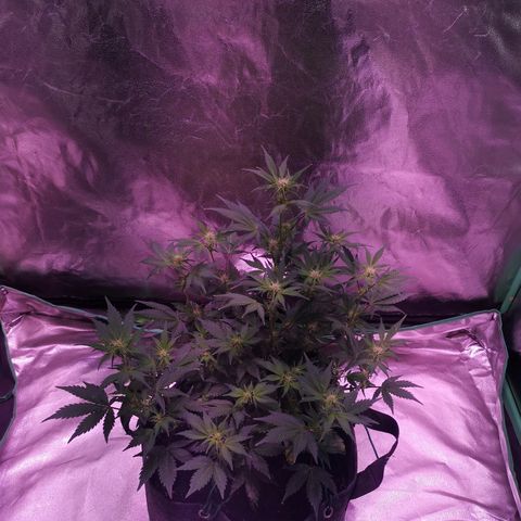 Purple Punch Auto  growlog timeline photo