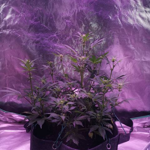 Purple Punch Auto  growlog timeline photo