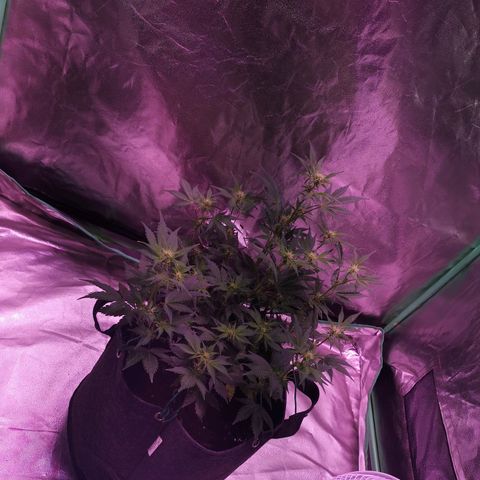 Purple Punch Auto  growlog timeline photo