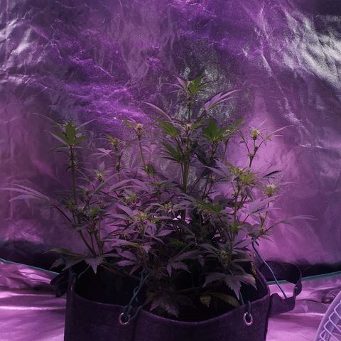 Purple Punch Auto  growlog timeline photo
