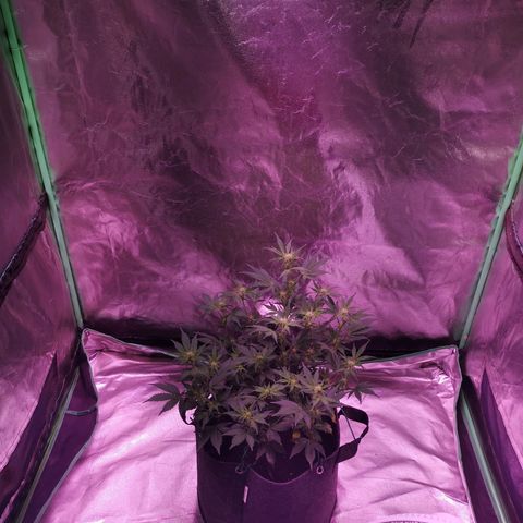 Purple Punch Auto  growlog timeline photo