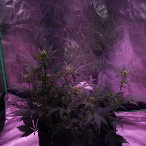 Purple Punch Auto  growlog timeline photo