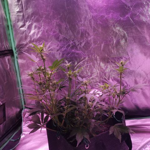 Purple Punch Auto  growlog timeline photo
