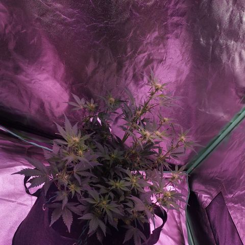 Purple Punch Auto  growlog timeline photo