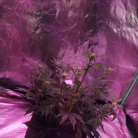 Purple Punch Auto  growlog timeline photo