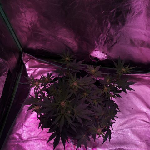 Purple Punch Auto  growlog timeline photo
