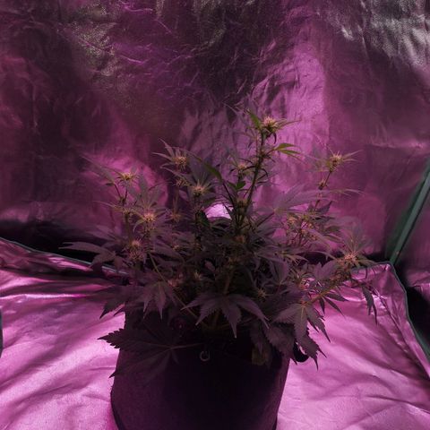 Purple Punch Auto  growlog timeline photo