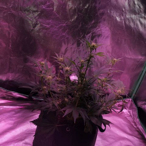 Purple Punch Auto  growlog timeline photo