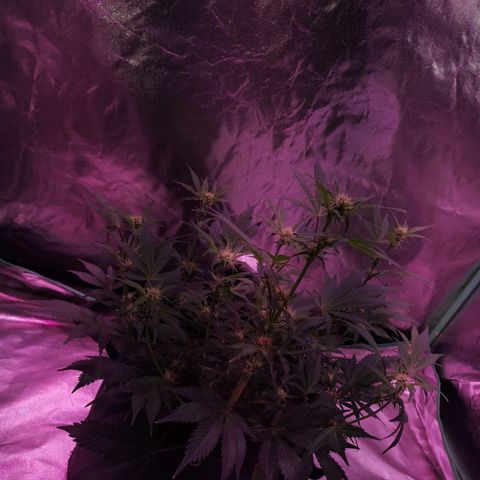 Purple Punch Auto  growlog timeline photo