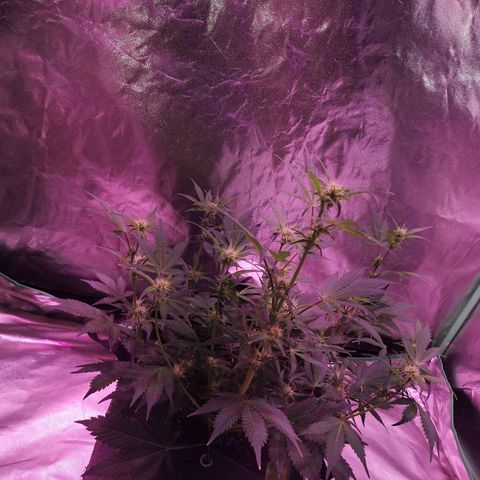 Purple Punch Auto  growlog timeline photo