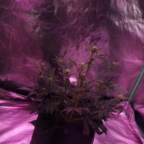 Purple Punch Auto  growlog timeline photo